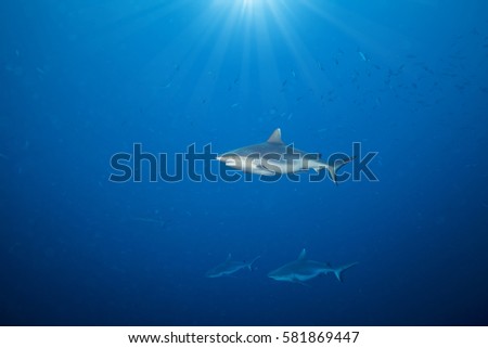 Whitetip sharks floating in deep water blue with sunrays