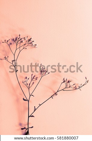 dry flower background