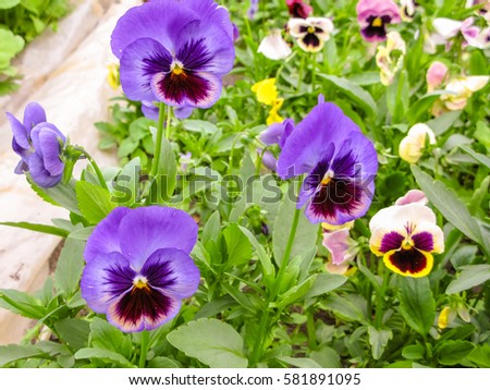 Viola tricolor red blue yellow Pansies green flowerbed macro closeup