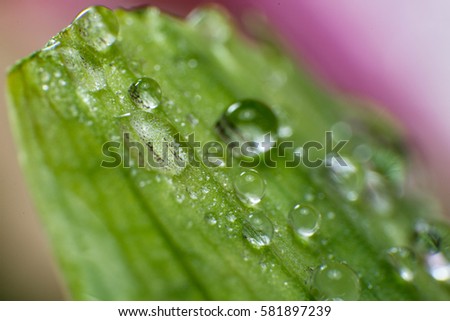 spring and summer green leafs waterdrops macro picture useful for background