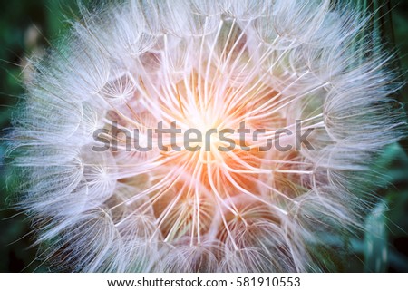 Tragopogon pseudomajor S. Nikit. Dandelion seeds, photo close up. Bright sunlight Royalty-Free Stock Photo #581910553