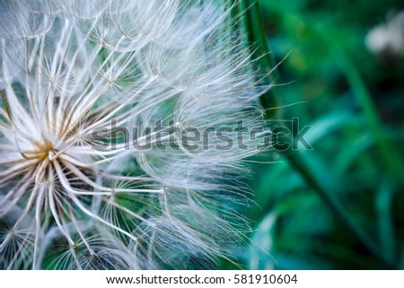 Tragopogon pseudomajor S. Nikit. Dandelion seeds, photo close up. Toning with high contrast. Royalty-Free Stock Photo #581910604
