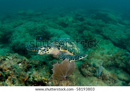 Hawksbill Sea Turtle-Eretmochelys imbriocota, picture taken in Broward County, Florida