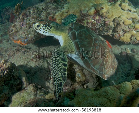 Green Sea Turtle-Chelonia mydas, picture taken in Broward County, Florida