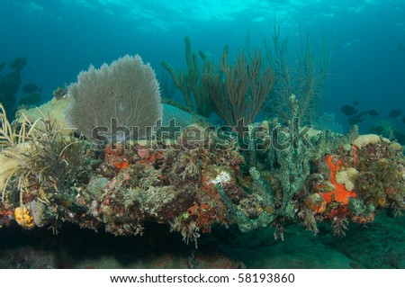 Soft Coral Reef Composition, including Sea Rods, Sea Fans and Sea Whips, picture taken in Broward County, Florida