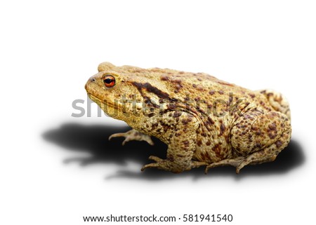 common toad on white background with shadow ( Bufo, adult wild animal )