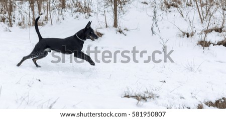 Dog playing catch in snow