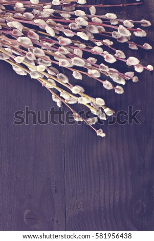Flowers- willow flowers. Willow branch with catkins. Spring nature background Dark background, space for text.