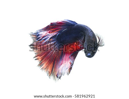 Fighting fish isolated on white background