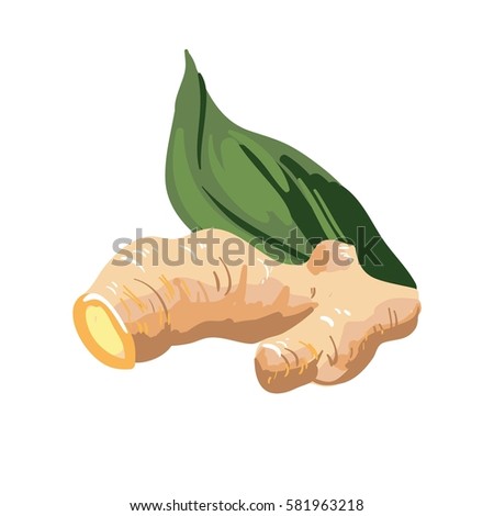 Galangal root and green leaf isolated on white. Ginseng rhizome plant with culinary and medicinal uses. Fleshy ginger spice, healthy food natural organic plant realistic vector illustration Royalty-Free Stock Photo #581963218