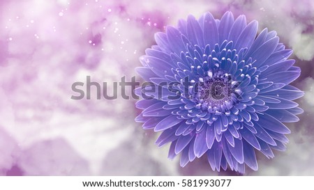 Blue flowers with blur backgrounds,Imagination.