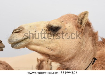 Camel head in profile
