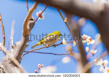 The Japanese White eye.The background is white plum blossoms. Located in Shinjuku, Tokyo Prefecture Japan.