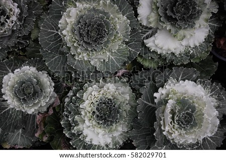 Fresh purple ornamental decorative cabbage colorful flower. kale with white and green leaves 