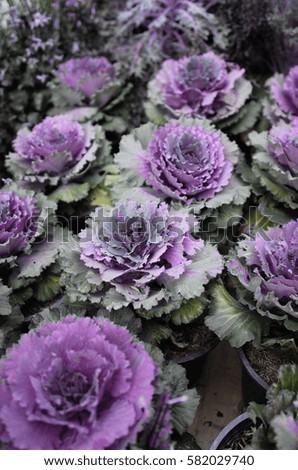 Fresh purple ornamental decorative cabbage colorful flower. kale with purple and green leaves 
