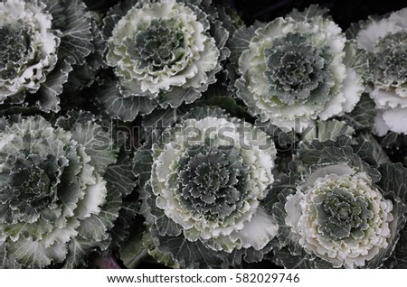 Fresh purple ornamental decorative cabbage colorful flower. kale with white and green leaves 