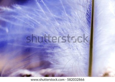 Feather birds close-up. Macro photography. Beautiful background