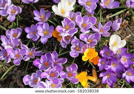 Colorful crocuses bloom in early spring. Royalty-Free Stock Photo #582038038