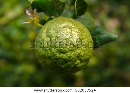 Bergamot, Kaffir lime, Leech lime, Porcupine orange, Mauritius papeda (Citrus hystrix, Rutaceae)