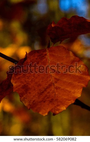Color outdoor foliage macro of a single isolated brown autumnal leaf taken during fall in a forest while the sun was shining