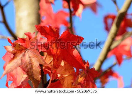 Color floral image of red autumn leaves taken under a blue sky on a bright sunny day
