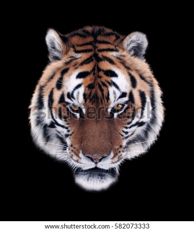 Tiger's angry face isolated at black