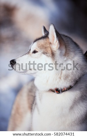Husky dog in winter. Cute pet, friendly