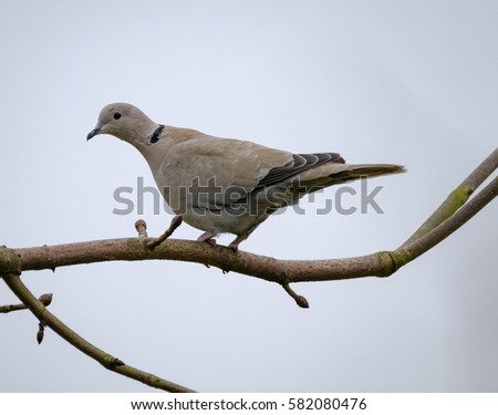 Adult collard dove seen resting on a branch in early spring, looking at the photographer.