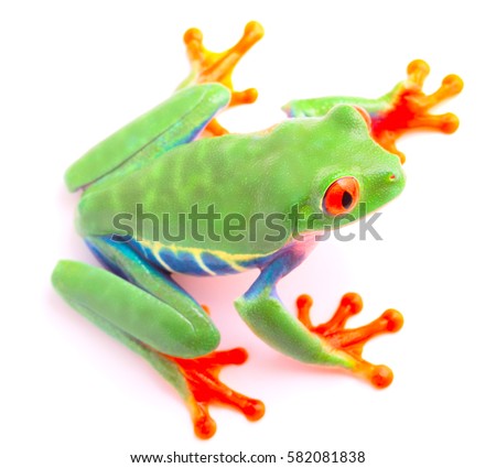 Red eyed tree frog from the tropical rain forest of Costa Rica and Panama. A cute funny exotic animal with vibrant eyes isolated on a white background. 
