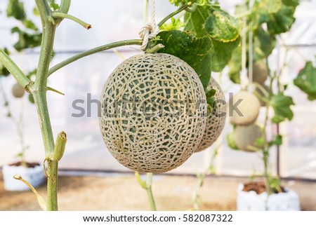 Fresh Green Cantaloupe melon in green house.