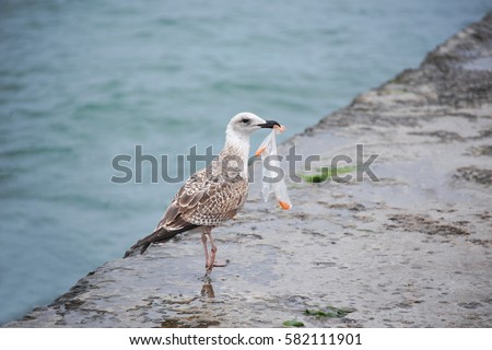 Big seagull with plastic bag on old pier Royalty-Free Stock Photo #582111901