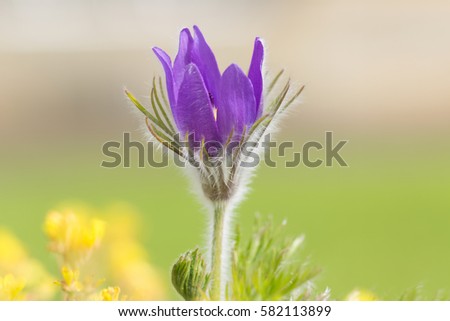 Purple flower close up in the garden, Edinburgh, Scotland