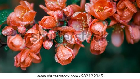 A lot of red flowers on green background