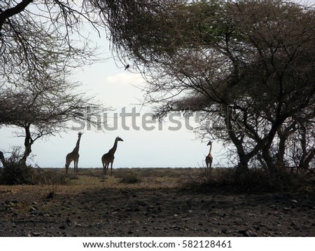 Three giraffe silhouettes under acacia trees in Africa near Kilimanjaro