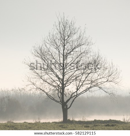 A lone tree in the mist