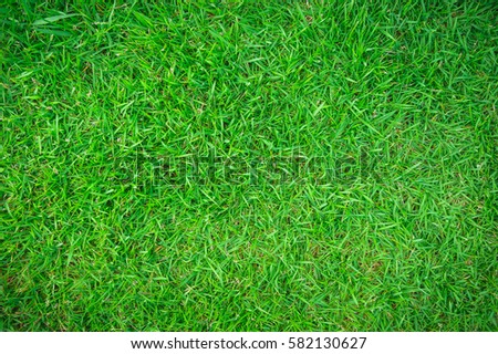 Green lawn, Backyard for background, Grass texture, Design a lawn floor for the background.