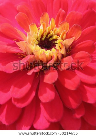 Beautiful bright pink flower with yellow centers closeup Royalty-Free Stock Photo #58214635