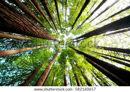 Ancient California redwood trees, Beech Forest, great ocean road, Victoria, Australia Royalty-Free Stock Photo #582160657