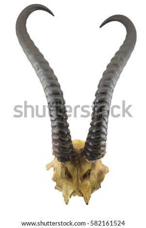 horns of springbok antelope isolated on white background