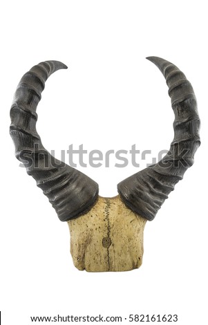 bubale horns/kongoni or Coke's hartebeest (alcelaphus buselaphus) horns isolated on a white background Royalty-Free Stock Photo #582161623