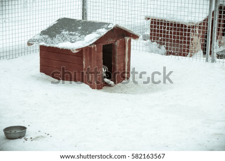 Husky Puppy in Shelter