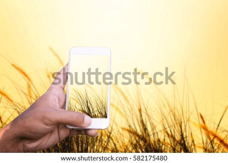 Person is taking photo a brown grass in sunset warm light with a smartphone.