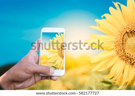 Person is taking photo a sunflower with a smartphone.