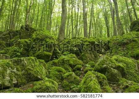 Green moss-covered forest
