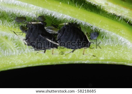 l  colony of black bean aphids (Aphis fabae) on a plant stipe,