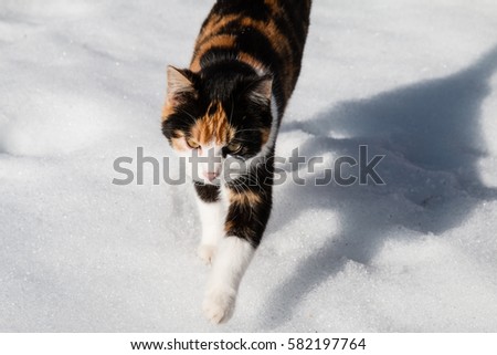 Cats in winter time