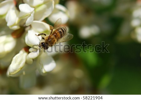 Bee on acacia flower Royalty-Free Stock Photo #58221904