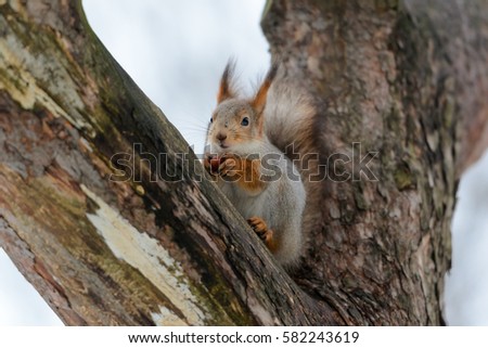 Animals in wildlife. Closeup perspective of american red squirrel with fluffy tail eats nut while sitting high on a tree at cloudy winter day.