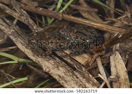 Fire-bellied Toad (Bombina bombina) amplexus, mating