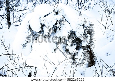 fir tree covered in thick snow